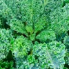 Dwarf Blue Curled Kale Live Plants – 3-Pack, 4 Inch Pot – Outdoor Garden - Image 1