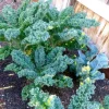 Dwarf Blue Curled Kale Live Plants – 3 Plants in 4 Inch Pot – Edible Vegetable - Image 1