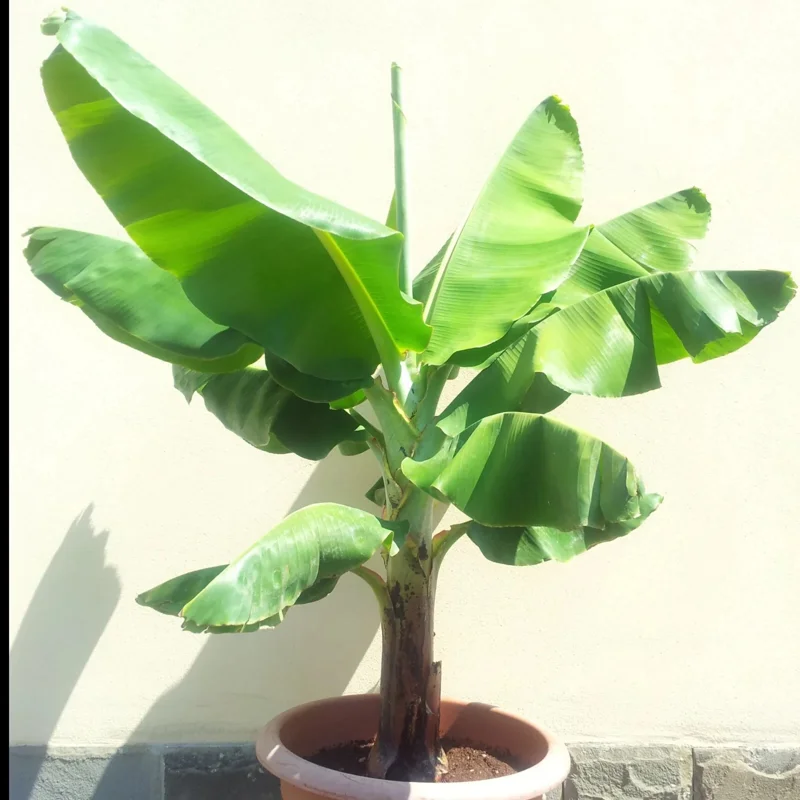 Dwarf Cavendish Banana Seeds - Musa 'Dwarf Cavendish' 10 Seeds | For Bonsai & Fruit Tree - Image 2