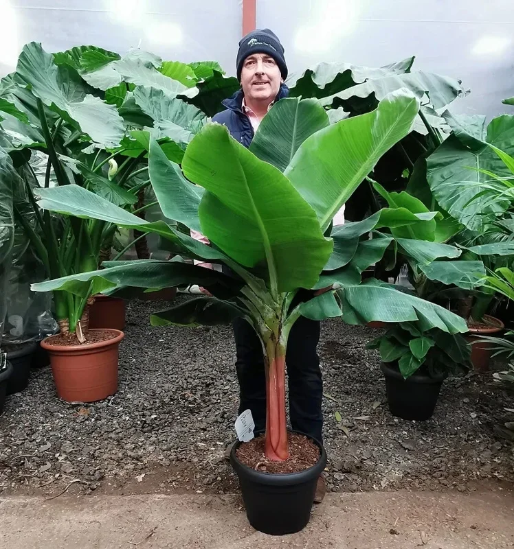 Dwarf Cavendish Banana Seeds - Musa 'Dwarf Cavendish' 10 Seeds | For Bonsai & Fruit Tree - Image 1