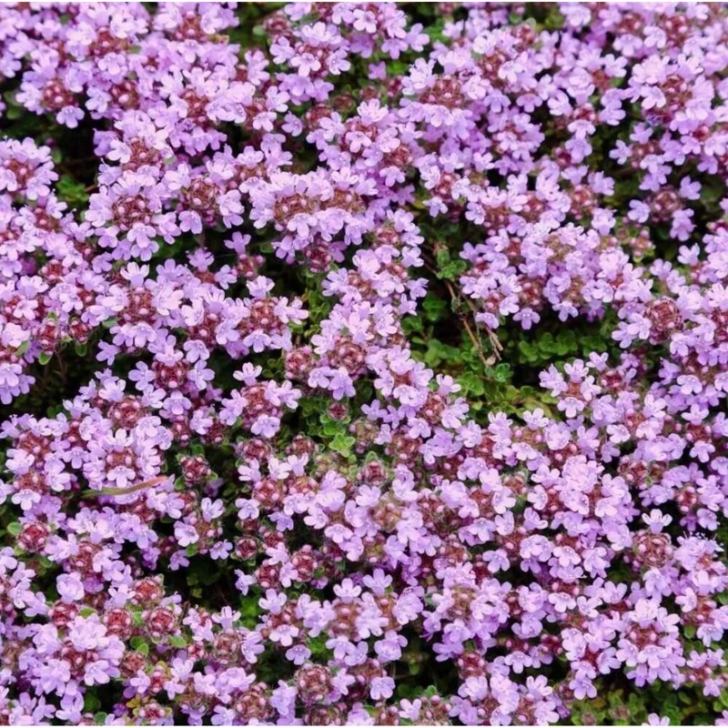 Dwarf Creeping Thyme Seeds - Pink Ground Cover Flowers, Fragrant Herbaceous - Image 2