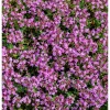 Dwarf Creeping Thyme Seeds - Pink Ground Cover Flowers, Fragrant Herbaceous - Image 1