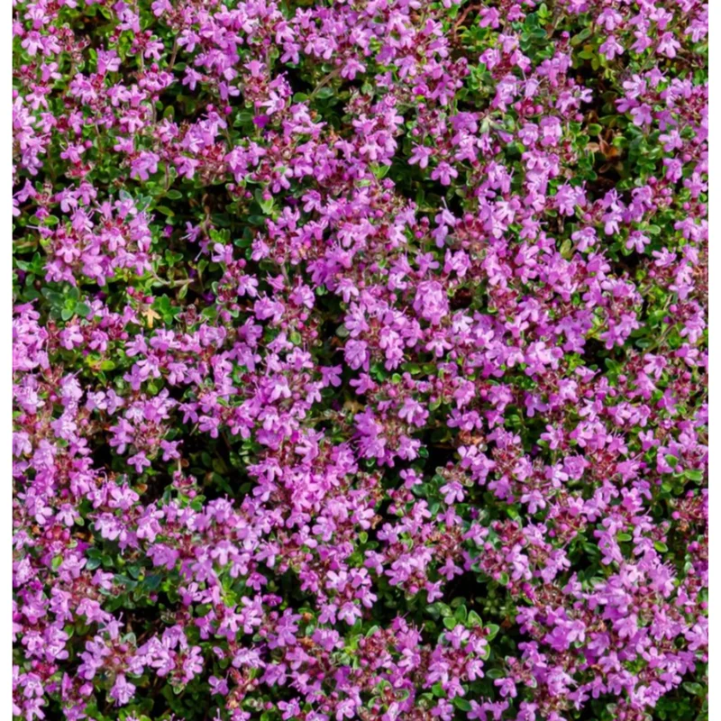 Dwarf Creeping Thyme Seeds - Pink Ground Cover Flowers, Fragrant Herbaceous - Image 1