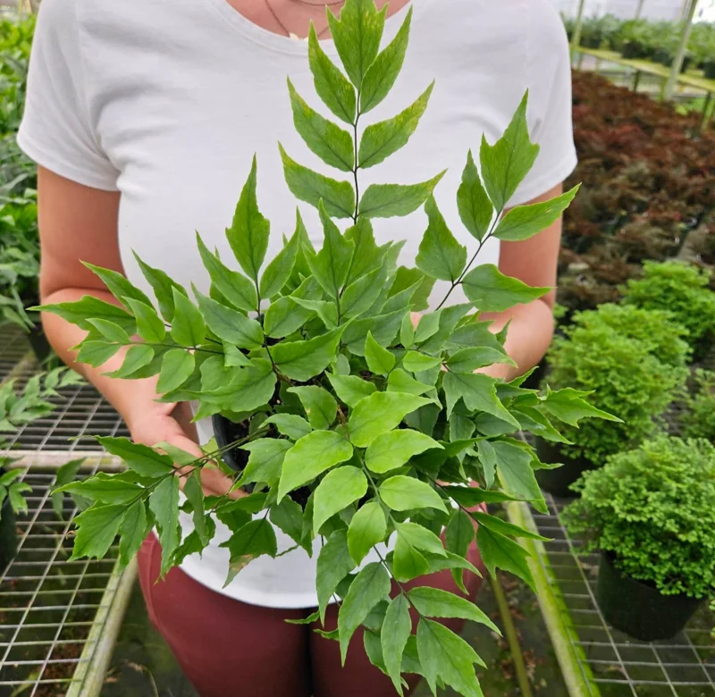 Dwarf Holly Fern Live Plant - Cyrtomium Fortune in 6 Inch Pot - Indoor Foliage Dwarf Holly Fern Live Plant - Cyrtomium Fortune in 6 Inch Pot - Indoor Foliage - Image 1