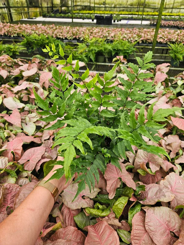 Dwarf Holly Fern Live Plant - Cyrtomium Fortune in 6 Inch Pot - Indoor Foliage Dwarf Holly Fern Live Plant - Cyrtomium Fortune in 6 Inch Pot - Indoor Foliage - Image 2