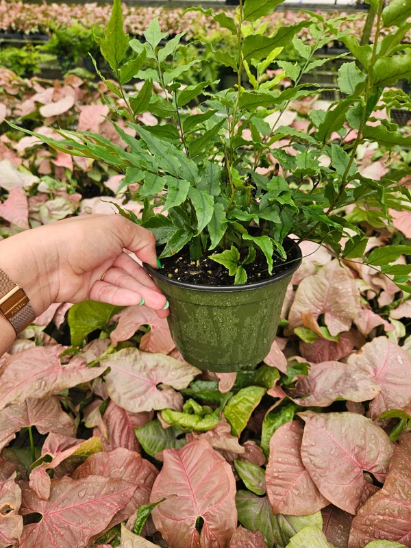 Dwarf Holly Fern Live Plant - Cyrtomium Fortune in 6 Inch Pot - Indoor Foliage Dwarf Holly Fern Live Plant - Cyrtomium Fortune in 6 Inch Pot - Indoor Foliage - Image 3
