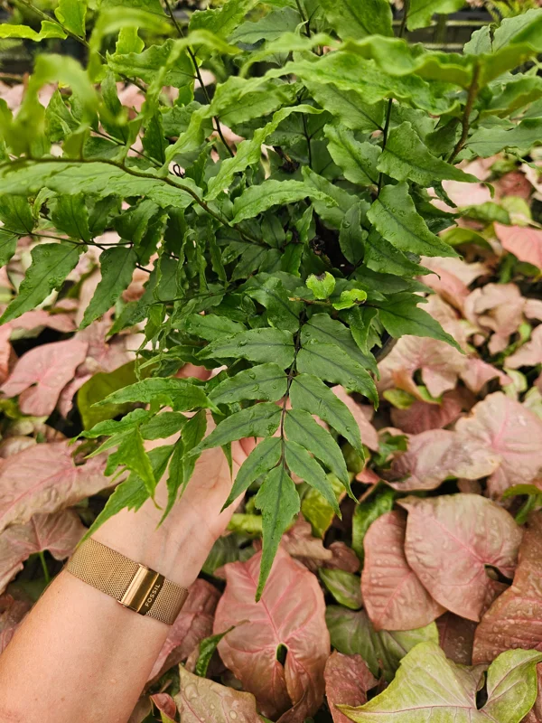 Dwarf Holly Fern Live Plant - Cyrtomium Fortune in 6 Inch Pot - Indoor Foliage Dwarf Holly Fern Live Plant - Cyrtomium Fortune in 6 Inch Pot - Indoor Foliage - Image 4
