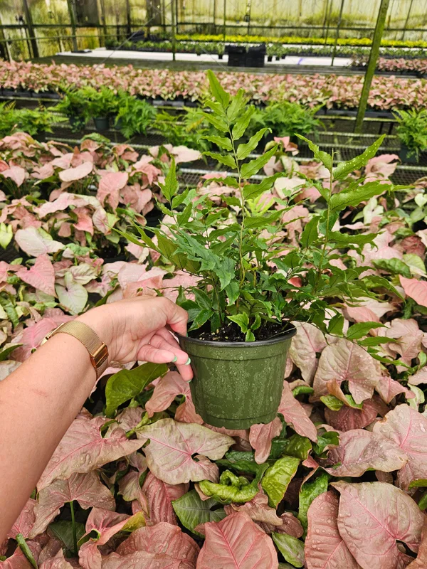 Dwarf Holly Fern Live Plant - Cyrtomium Fortune in 6 Inch Pot - Indoor Foliage Dwarf Holly Fern Live Plant - Cyrtomium Fortune in 6 Inch Pot - Indoor Foliage - Image 5
