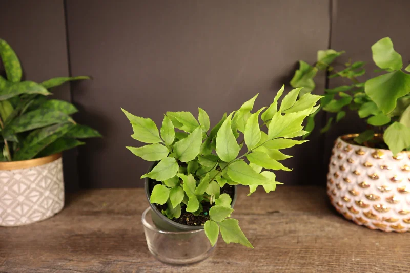 Dwarf Holly Fern Live Plant – Potted Houseplant in 4 Inch Pot Dwarf Holly Fern Live Plant – Potted Houseplant in 4 Inch Pot - Image 2