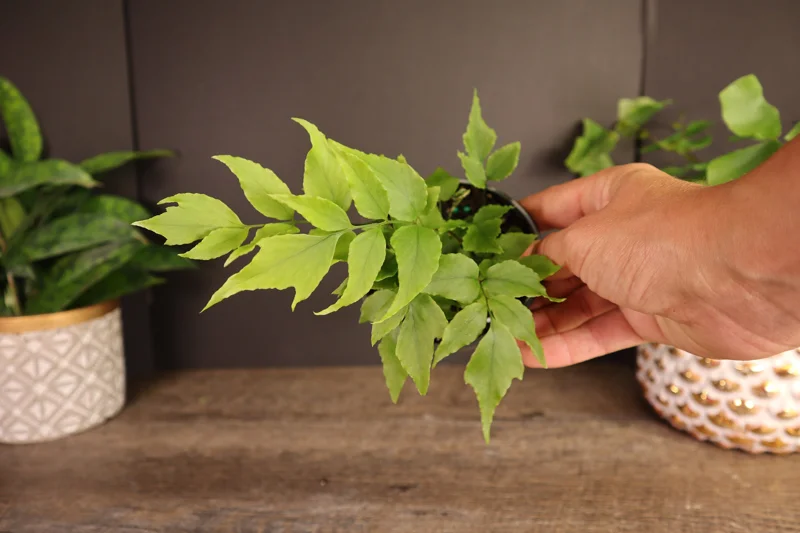 Dwarf Holly Fern Live Plant – Potted Houseplant in 4 Inch Pot Dwarf Holly Fern Live Plant – Potted Houseplant in 4 Inch Pot - Image 3