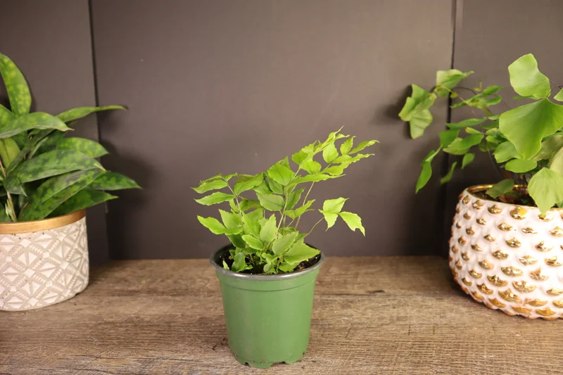 Dwarf Holly Fern Live Plant – Potted Houseplant in 4 Inch Pot Dwarf Holly Fern Live Plant – Potted Houseplant in 4 Inch Pot - Image 4