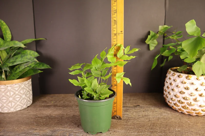 Dwarf Holly Fern Live Plant – Potted Houseplant in 4 Inch Pot Dwarf Holly Fern Live Plant – Potted Houseplant in 4 Inch Pot - Image 5