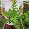 Dwarf Holly Fern Live Plant – Potted Houseplant in 4 Inch Pot - Image 1