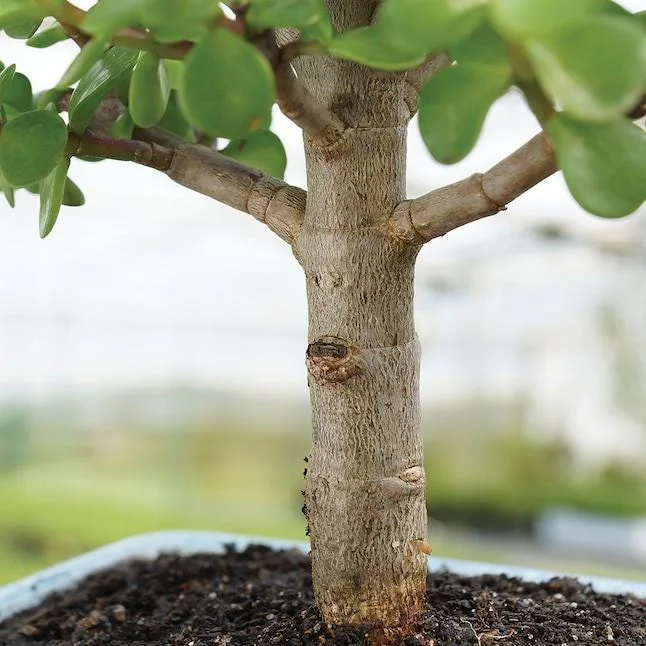 Dwarf Jade Bonsai Elephant Bush Succulent Plant – Live Plant – 6-8 Inch Tall in 8 Inch Container – Indoor Dwarf Jade Bonsai Elephant Bush Succulent Plant – Live Plant – 6-8 Inch Tall in 8 Inch Container – Indoor - Image 2