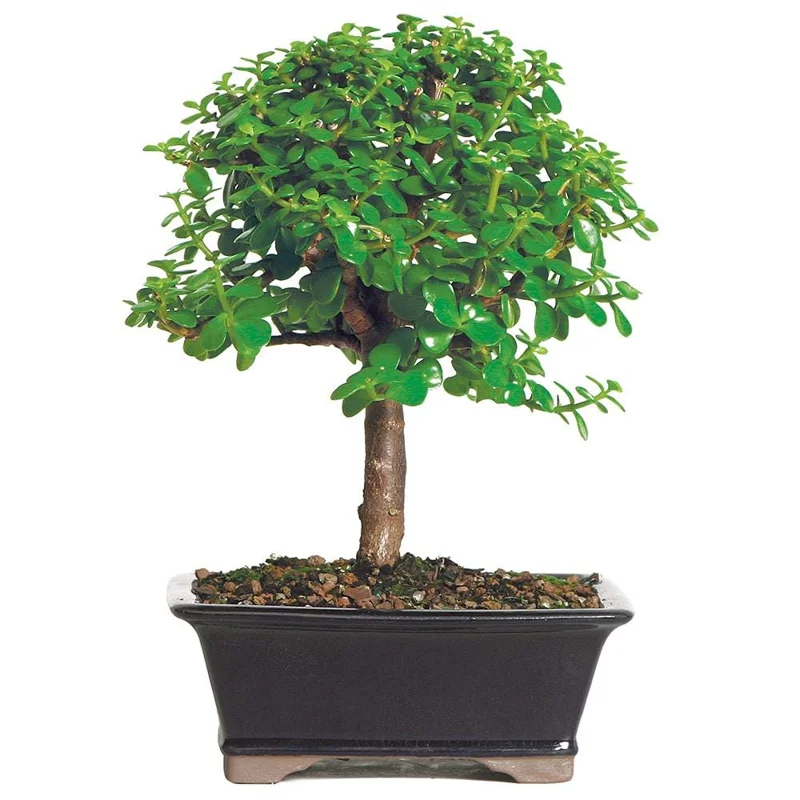 Dwarf Jade Bonsai Elephant Bush Succulent Plant – Live Plant – 6-8 Inch Tall in 8 Inch Container – Indoor Dwarf Jade Bonsai Elephant Bush Succulent Plant – Live Plant – 6-8 Inch Tall in 8 Inch Container – Indoor - Image 3