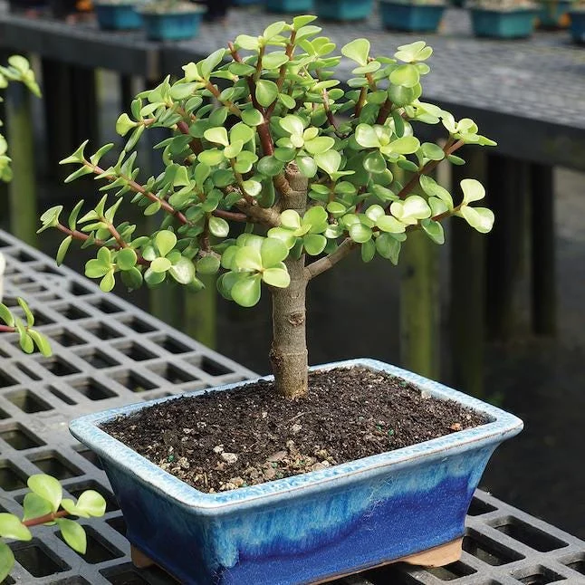 Dwarf Jade Bonsai Elephant Bush Succulent Plant – Live Plant – 6-8 Inch Tall in 8 Inch Container – Indoor Dwarf Jade Bonsai Elephant Bush Succulent Plant – Live Plant – 6-8 Inch Tall in 8 Inch Container – Indoor - Image 1