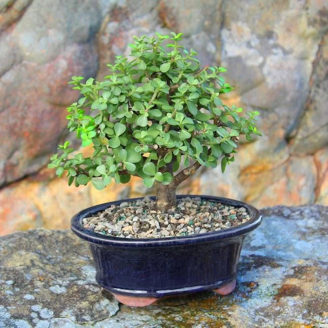 Dwarf Jade Bonsai Elephant Bush Succulent Plant – Live Plant – 6-8 Inch Tall in 8 Inch Container – Indoor Dwarf Jade Bonsai Elephant Bush Succulent Plant – Live Plant – 6-8 Inch Tall in 8 Inch Container – Indoor - Image 4