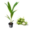 Dwarf Malayan Coconut Live Plant - Cold Hardy Green Tree, 6-8 Inches Tall, Outdoor Dwarf Malayan Coconut Live Plant - Cold Hardy Green Tree, 6-8 Inches Tall, Outdoor - Image 1