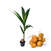 Dwarf Malayan Coconut Live Plant - Yellow Coconut Tree, Cold Hardy, 6-8 Inches Tall Dwarf Malayan Coconut Live Plant - Yellow Coconut Tree, Cold Hardy, 6-8 Inches Tall - Image 1