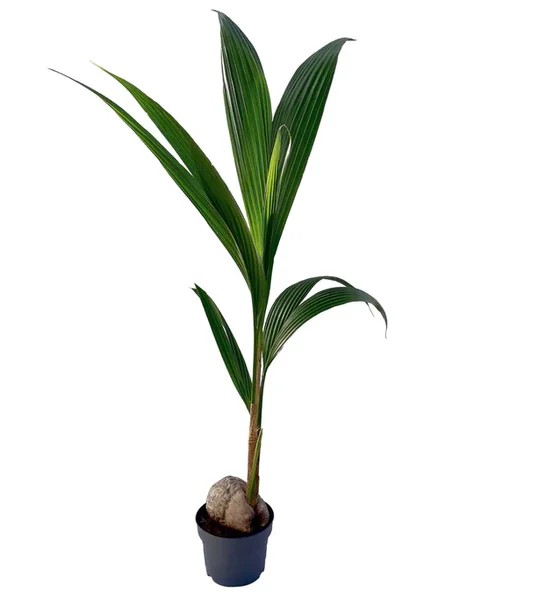 Dwarf Malayan Coconut Plant - Yellow Coconut Tree, 2 Live Plants, 6-8 inch Tall, Cold Hardy, Outdoor Dwarf Malayan Coconut Plant - Yellow Coconut Tree, 2 Live Plants, 6-8 inch Tall, Cold Hardy, Outdoor - Image 2