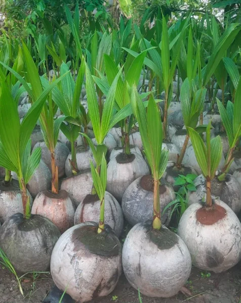 Dwarf Malayan Coconut Plant - Yellow Coconut Tree, 2 Live Plants, 6-8 inch Tall, Cold Hardy, Outdoor Dwarf Malayan Coconut Plant - Yellow Coconut Tree, 2 Live Plants, 6-8 inch Tall, Cold Hardy, Outdoor - Image 1