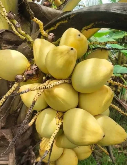 Dwarf Malayan Coconut Plant - Yellow Coconut Tree, 2 Live Plants, 6-8 inch Tall, Cold Hardy, Outdoor Dwarf Malayan Coconut Plant - Yellow Coconut Tree, 2 Live Plants, 6-8 inch Tall, Cold Hardy, Outdoor - Image 4