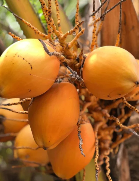 Dwarf Malayan Coconut Plant - Yellow Coconut Tree, 2 Live Plants, 6-8 inch Tall, Cold Hardy, Outdoor Dwarf Malayan Coconut Plant - Yellow Coconut Tree, 2 Live Plants, 6-8 inch Tall, Cold Hardy, Outdoor - Image 5