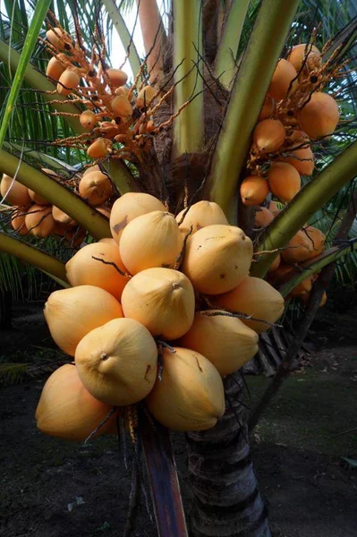 Dwarf Malayan Coconut Plant - Yellow Coconut Tree, 2 Live Plants, 6-8 inch Tall, Cold Hardy, Outdoor Dwarf Malayan Coconut Plant - Yellow Coconut Tree, 2 Live Plants, 6-8 inch Tall, Cold Hardy, Outdoor - Image 6