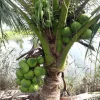 Dwarf Malayan Coconut Tree Live Plant, Cold Hardy, 2-3 Ft Tall, 1 Gallon Pot, Outdoor Dwarf Malayan Coconut Tree Live Plant, Cold Hardy, 2-3 Ft Tall, 1 Gallon Pot, Outdoor - Image 1