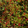 Dwarf Winterberry Holly 'Nana Red Sprite' Live Plant 12-16+ Inches Tall - Image 1