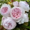 Earth Angel Rose Bare Root Pink Floribunda Rose Bush - Fragrant, 4-5 Inches Tall Earth Angel Rose Bare Root Pink Floribunda Rose Bush - Fragrant, 4-5 Inches Tall - Image 1
