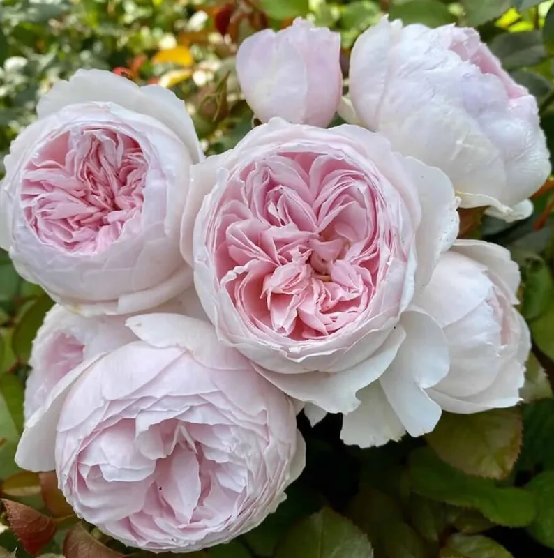Earth Angel Rose Bare Root Pink Floribunda Rose Bush - Fragrant, 4-5 Inches Tall - Image 1