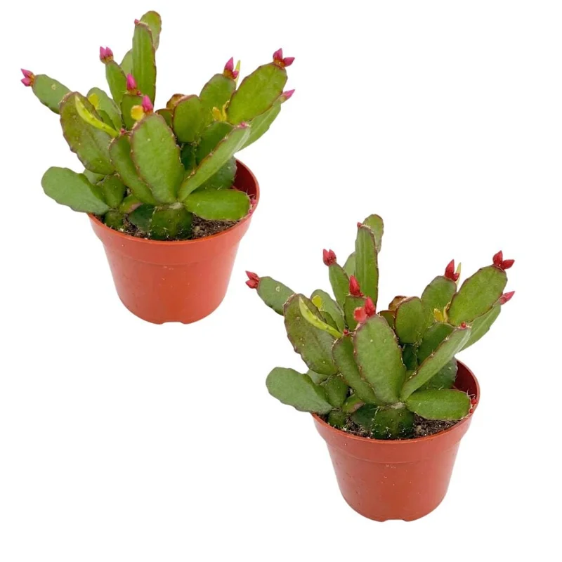 Easter Cactus Live Plant – 2 Inch Pot, Spring Blooming Indoor Plant, Red or Pink Flower Easter Cactus Live Plant – 2 Inch Pot, Spring Blooming Indoor Plant, Red or Pink Flower - Image 3