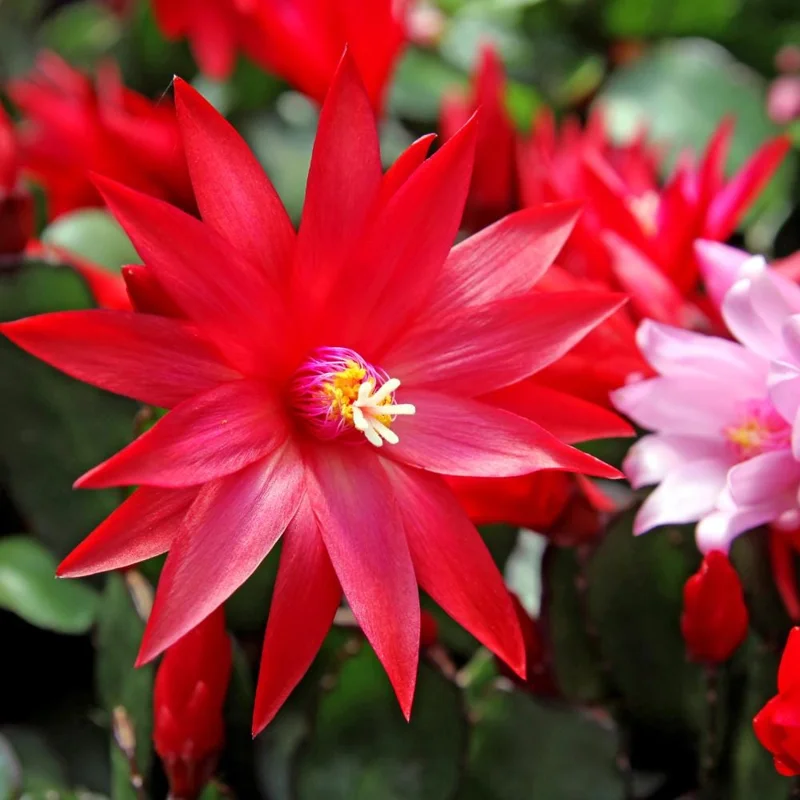 Easter Cactus Live Plant – 2 Inch Pot, Spring Blooming Indoor Plant, Red or Pink Flower Easter Cactus Live Plant – 2 Inch Pot, Spring Blooming Indoor Plant, Red or Pink Flower - Image 5