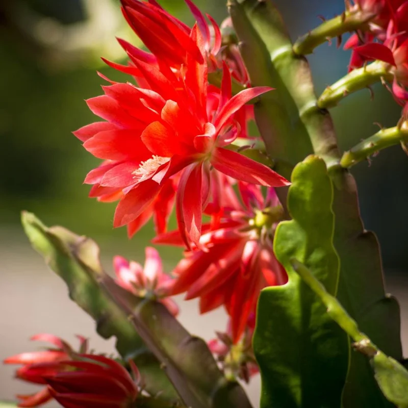 Easter Cactus Live Plant – 2 Inch Pot, Spring Blooming Indoor Plant, Red or Pink Flower Easter Cactus Live Plant – 2 Inch Pot, Spring Blooming Indoor Plant, Red or Pink Flower - Image 6