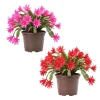Easter Cactus Live Plant – 2 Inch Pot, Spring Blooming Houseplant, Random Color - Image 1
