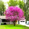 Eastern Redbud Tree Live Plant – 6-15" Tall Seedling in Quart Pot – Outdoor - Image 1