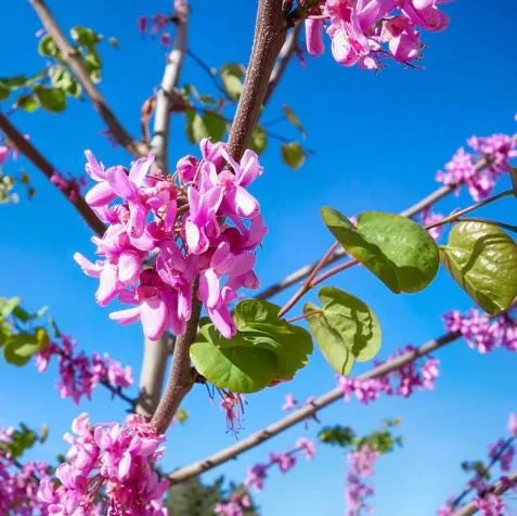 Eastern Redbud Tree Live Plant – 8-12 Inch Tall Red Bud Tree, Quart Pot, Cold Hardy Eastern Redbud Tree Live Plant – 8-12 Inch Tall Red Bud Tree, Quart Pot, Cold Hardy - Image 2