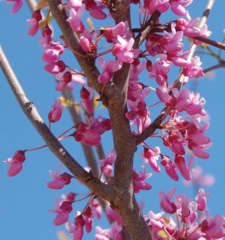 Eastern Redbud Tree Live Plant – 8-12 Inch Tall Red Bud Tree, Quart Pot, Cold Hardy Eastern Redbud Tree Live Plant – 8-12 Inch Tall Red Bud Tree, Quart Pot, Cold Hardy - Image 3