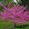 Eastern Redbud Tree Live Plant – 8-12 Inch Tall Red Bud Tree, Quart Pot, Cold Hardy Eastern Redbud Tree Live Plant – 8-12 Inch Tall Red Bud Tree, Quart Pot, Cold Hardy - Image 1