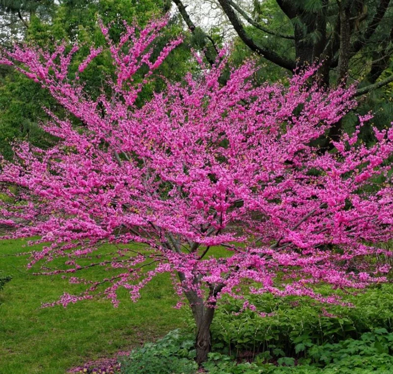 Eastern Redbud Tree Live Plant – 8-12 Inch Tall Red Bud Tree, Quart Pot, Cold Hardy Eastern Redbud Tree Live Plant – 8-12 Inch Tall Red Bud Tree, Quart Pot, Cold Hardy - Image 1