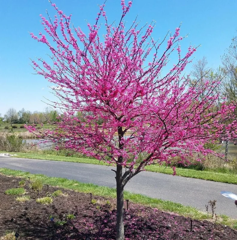 Eastern Redbud Tree Live Plant – 8-12 Inch Tall Red Bud Tree, Quart Pot, Cold Hardy Eastern Redbud Tree Live Plant – 8-12 Inch Tall Red Bud Tree, Quart Pot, Cold Hardy - Image 5