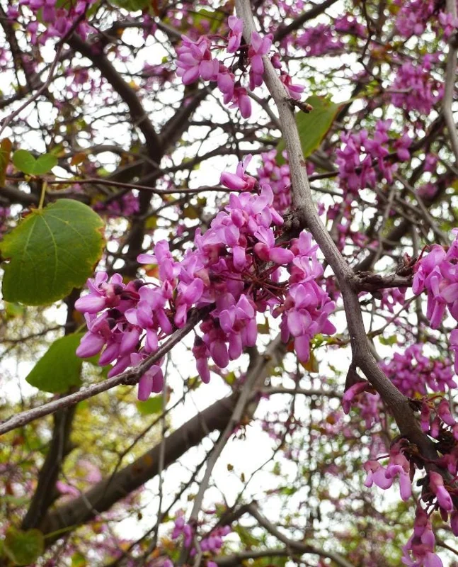 Eastern Redbud Tree Live Plant – 8-12 Inch Tall Red Bud Tree, Quart Pot, Cold Hardy Eastern Redbud Tree Live Plant – 8-12 Inch Tall Red Bud Tree, Quart Pot, Cold Hardy - Image 6