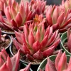 Echeveria Agavoides Christmas Live Plant – Red Lipstick Succulent in 2 or 4 Inch Pot - Image 1