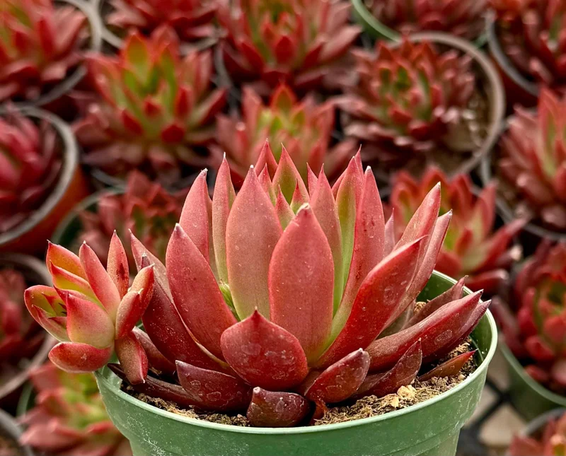 Echeveria Agavoides Christmas Live Plant - Red Succulent in 2 or 4 Inch Pot Echeveria Agavoides Christmas Live Plant - Red Succulent in 2 or 4 Inch Pot - Image 2