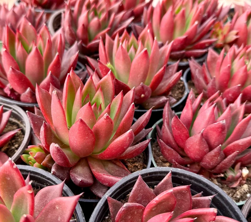 Echeveria Agavoides Christmas Live Plant - Red Succulent in 2 or 4 Inch Pot Echeveria Agavoides Christmas Live Plant - Red Succulent in 2 or 4 Inch Pot - Image 3