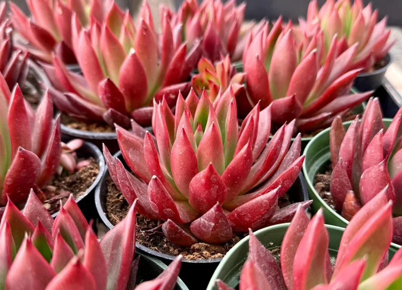 Echeveria Agavoides Christmas Live Plant - Red Succulent in 2 or 4 Inch Pot Echeveria Agavoides Christmas Live Plant - Red Succulent in 2 or 4 Inch Pot - Image 1