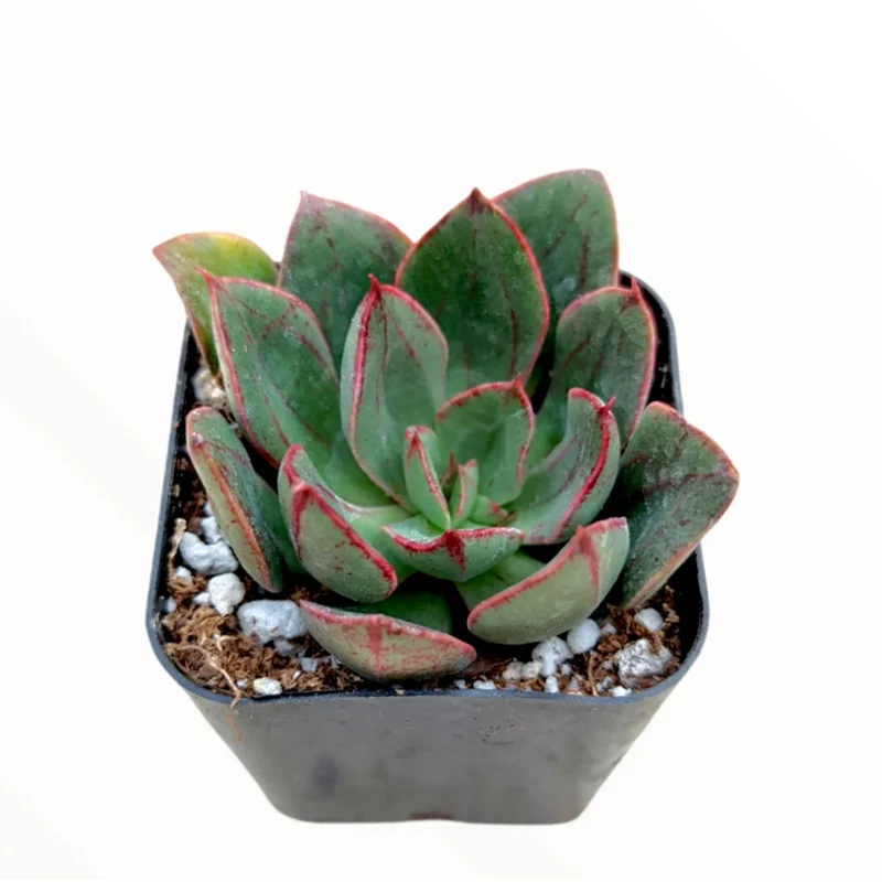 Echeveria 'Ana Lu' Succulent Live Plant 2 Inch Pot - Indoor Outdoor Echeveria 'Ana Lu' Succulent Live Plant 2 Inch Pot - Indoor Outdoor - Image 2