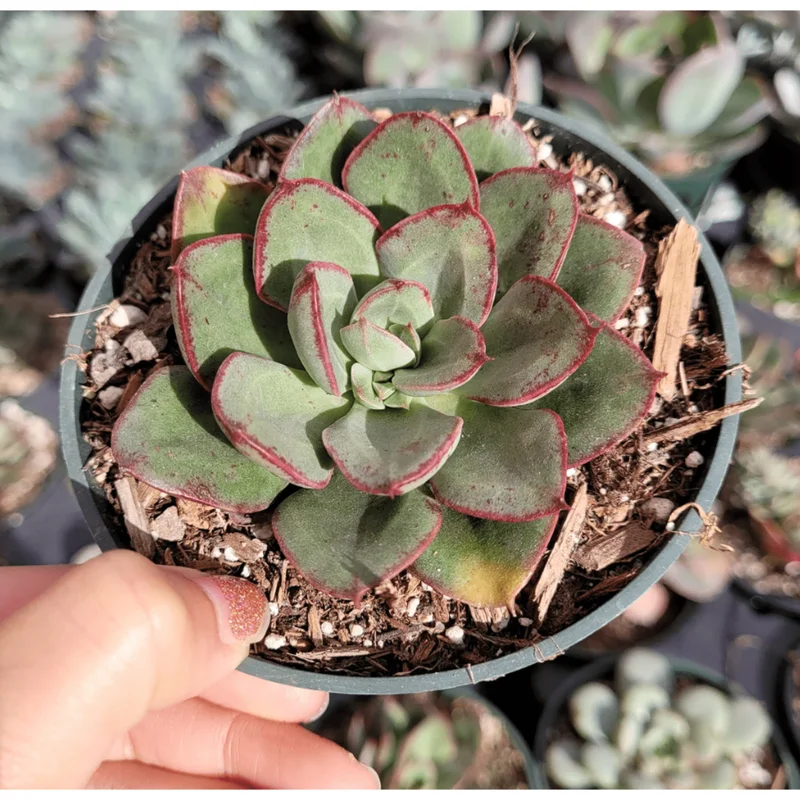 Echeveria 'Ana Lu' Succulent Live Plant 2 Inch Pot - Indoor Outdoor Echeveria 'Ana Lu' Succulent Live Plant 2 Inch Pot - Indoor Outdoor - Image 3