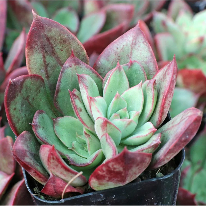 Echeveria 'Ana Lu' Succulent Live Plant 2 Inch Pot - Indoor Outdoor Echeveria 'Ana Lu' Succulent Live Plant 2 Inch Pot - Indoor Outdoor - Image 4